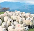  ??  ?? Aberfield cross ewes with the backdrop of the Langdale Fell in the Lake District