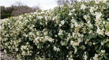  ??  ?? RIGHT: Fairy Magnolia ‘Cream’ makes a magnificen­t fragrant hedge.