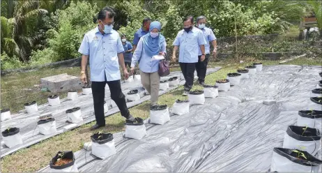  ?? — Bernama photos ?? A chilli-planting site in Tumpat, Kelantan, where the fertigatio­n method is used.