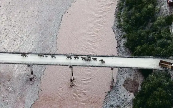  ?? AP ?? Els elefants travessen el riu Yuanjiang, diumenge passat, després d’haver-hi estat conduïts, de tornada al punt de partida