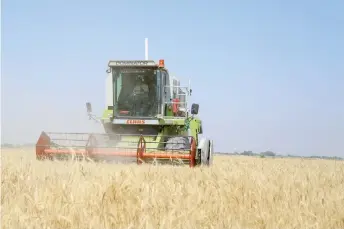  ?? ?? A farmer harvests wheat with a combine machine, at a farm near Jaliha village in Iraq’s central Diwaniya province.