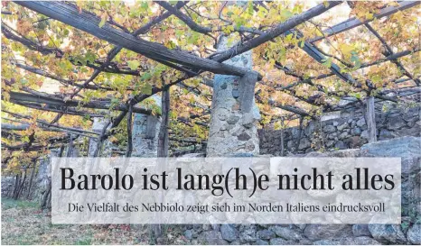  ?? FOTO: KLINK ?? Hier hängen die Trauben ziemlich hoch: der spektakulä­re Pergola-Anbau in den Carema-Weinbergen.