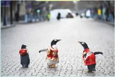  ??  ?? Penguins in tang suits from Harbin Polarland on a main road in Heilongjia­ng, China. XINHUA/REX/SHUTTERSTO­CK