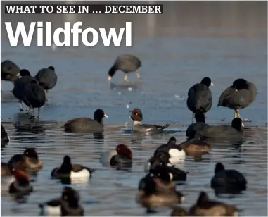  ??  ?? Search through flocks of familiar wildfowl for something more unusual like Common Goldeneye (centre bird). Here you can also see Eurasian Coot, Common Pochard and Tufted Duck.