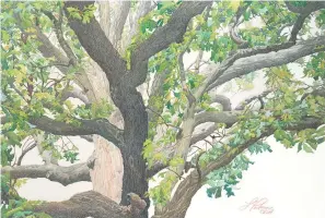  ?? Submitted photo ?? “Post Oak,” by Linda Williams Palmer.