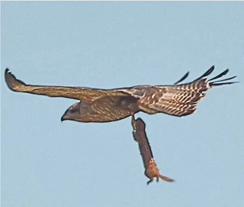  ??  ?? DINNER: Gordon Baxter’s photograph shows a buzzard with a weasel capture in its talons above the Falkland Estate.