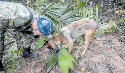  ?? Foto: Afp ?? Uno de los perros que participan en la búsqueda junto unas tijeras de los pequeños.