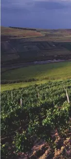  ??  ?? Above: the Bingia Beccias vineyard belonging to Argiolas, at Selegas, Senorbi