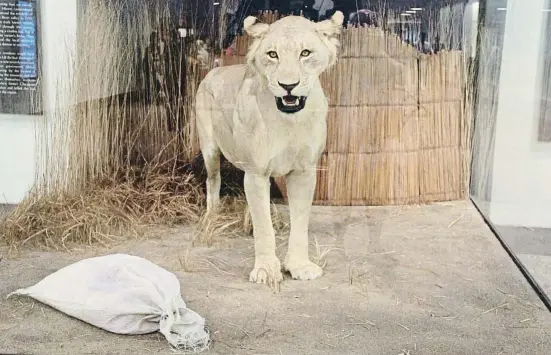 El león endemoniado de Mfuwe - PressReader