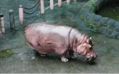  ??  ?? MANILA: This undated handout photo received from the People for the Ethical Treatment of Animals (PETA-MANILA) yesterday shows the 2.5tonne female hippopotam­us ‘Bertha’ in her enclosure in Manila zoo in the Philippine capital. —AFP