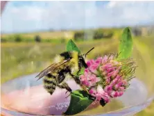  ?? BILD: SN/NATURSCHUT­ZBUND/M. ZACHERL ?? Die seltene Sandhummel flog nach dem „Fototermin“bei Naturbeoba­chterin Maria Zacherl wieder ihrer Wege.