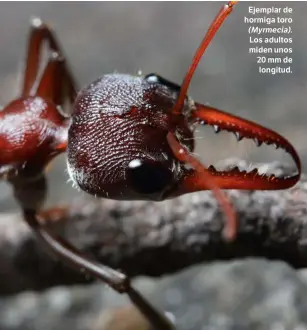  ?? ?? Ejemplar de hormiga toro (Myrmecia). Los adultos miden unos 20 mm de longitud.