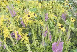  ?? ELLEN NIBALI/FOR THE BALTIMORE SUN ?? Flowering plants in this image include goldenrod, native black-eyed Susans and purple obedient plant or false dragonhead.