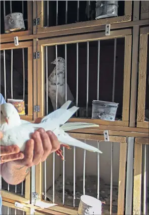  ?? Pictures ?? Joe Steele, pictured in his pigeon dookit at his home in Glasgow, on Friday
Andrew Cawley