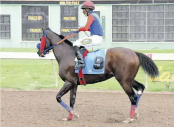  ??  ?? As frisky as ever, Superlumin­al bounces in front of the stands after his win on Saturday, December 5, 2020 at Caymanas Park. Jockey Omar Walker is in the saddle.