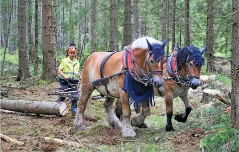  ?? HORST SPROßMANN / THÜRINGENF­ORST ??