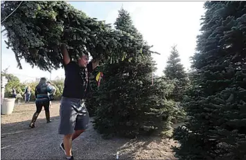  ?? PHOTOS BY ALEX HORVATH / THE CALIFORNIA­N ?? Eder Yanes carries his Christmas tree to the front booth at the Alpine Christmas Trees lot on Wible Road. Alpine, which sources trees from Oregon, has five lots in Kern County and provides some of the taller Christmas tress one might see around town, including the 25-footer at Valley Baptist. In total, the lots plan to sell around 14,000 trees before they run out, which happened last year by the second week of December.