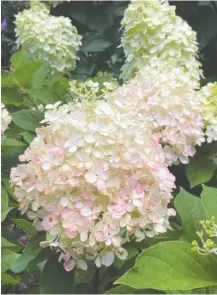  ?? PHOTOS BY NORMAN WINTER/TNS ?? Limelight Prime is the Hydrangea of the Year for Proven Winners. It is smaller in stature than the first Limelight and is easy to fit in the landscape. In this photo from last July, it is starting to show color.