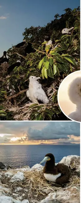  ??  ?? Left: a brown booby sits on its nest. Before conservati­onists started removing invasive species from Redonda, booby eggs and chicks were vulnerable to predation.