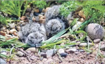  ??  ?? Young ringed plover nesting on the shore.