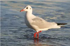  ??  ?? LEFT Black-headed gull in winter plumage