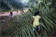  ?? BINSAR BAKKARA — THE ASSOCIATED PRESS ?? A child helps her parents work on a palm oil plantation in Sabah, Malaysia, Monday, Dec. 10, 2018.