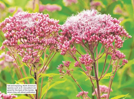  ??  ?? Tall and imposing, North American species such as E. maculatum are great for the back of the border, where they will attract pollinator­s