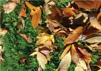  ?? CONTRIBUTE­D ?? Fall may be synonymous with raking leaves. However, homeowners who want to give their lawns a healthy boost should consider putting their rakes away and mulching their leaves this fall.