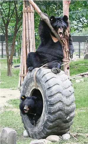  ??  ?? Freedom (below) and her best friend Prince (above) share a tyre with each other.