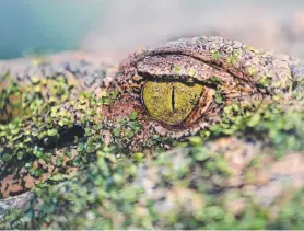  ?? Picture: MARC McCORMACK ?? PROBLEM: A reader says that Queensland Environmen­tal Minister has no idea of the public danger from the habitation of crocodiles in and close to suburbia.