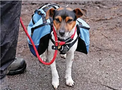  ?? ?? Walking with a back-pack can help drain unwanted energy from an excitable dog