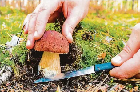  ?? FOTO 6x SHUTTERSTO­CK ?? Zranitelný.
Hřib borový doplatil na svou oblibu. Tato královská houba se ocitla na seznamu ohrožených, zatím v kategorii „zranitelná“.