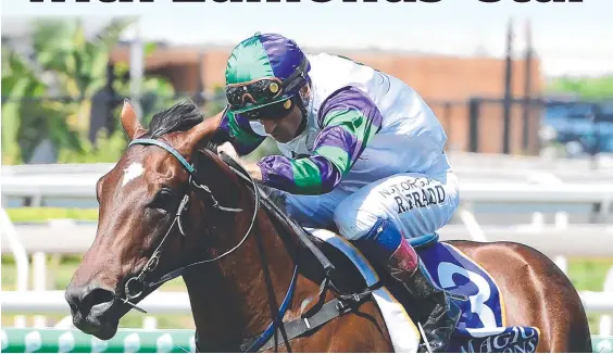  ??  ?? Alpine Edge puts his Golden Slipper credential­s on the line when he takes on the big guns in the Todman Stakes. Picture: Trackside Photograph­y