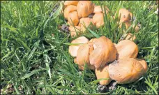  ?? MORTON ARBORETUM ?? When mushrooms appear in your lawn, they are a sign that fungi are at work in the soil and contributi­ng to your plants’ health.