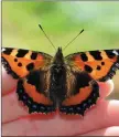  ?? Small Tortoisesh­ell ??