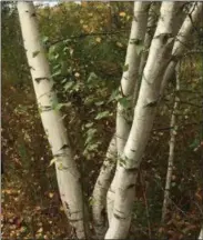  ?? SUBMITTED PHOTO ?? A stately white birch tree marks the path on a Vermont walking trail.