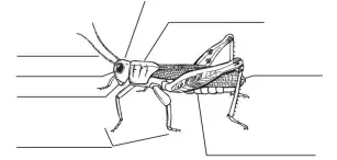  ?? ?? Diagram of an Insect
How well did you do?
Until next week, find insects, observe them, draw and label them. Have fun. Next week DV, we will look at the life cycle of insects.