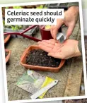  ?? ?? Celeriac seed should germinate quickly
