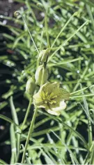  ?? PHOTO: GERARD O’BRIEN ?? Fritillari­a thunbergii