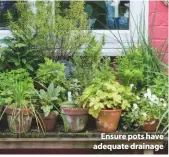  ??  ?? Ensure pots have adequate drainage