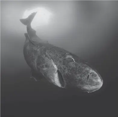 ?? GETTY IMAGES ?? The Greenland shark, which spends its days in deep, icy waters eating fish and seals and occasional­ly a polar bear, is associated with incredible longevity, with some reports suggesting it could live up to five centuries.