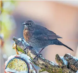  ?? [ Birdlife/Assil] ?? Auch bei Amseln wurden (wegen eines Virus) schon Rückgänge registrier­t.