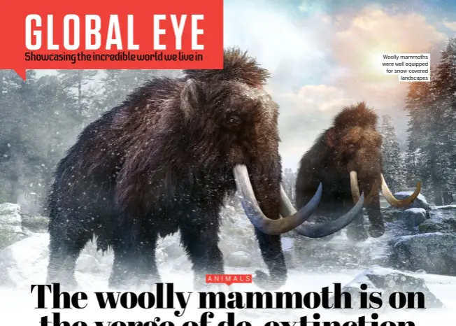  ?? ?? Woolly mammoths were well equipped for snow-covered landscapes