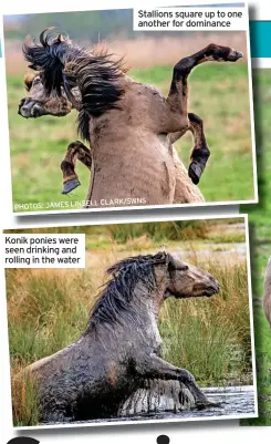  ?? CLARK/SWNS PHOTOS: JAMES LINSELL ?? Konik ponies were seen drinking and rolling in the water
Stallions square up to one another for dominance