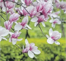  ?? JOHN ANDERSON TNS ?? A beautiful saucer magnolia in full bloom.