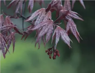  ?? KATHY RENWALD FILE PHOTOS ?? Japanese maples are holding on to their leaves this winter. It’s likely due to last fall’s hot spell followed by a deep freeze.