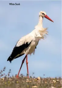  ??  ?? White Stork