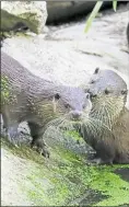  ??  ?? Otters playing at Wildwood