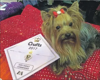  ??  ?? A very highly commended at Crufts equates to fifth position.