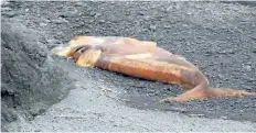  ?? HANDOUT/THE CANADIAN PRESS ?? A dead North Atlantic right whale is shown in this undated handout image in the River of Ponds area in western Newfoundla­nd.